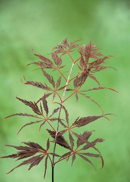  Japanse Esdoorn (Acer Palmatum 'Inaba-shidare')