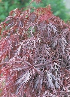  Japanse Esdoorn (Acer Palmatum 'Inaba-shidare')