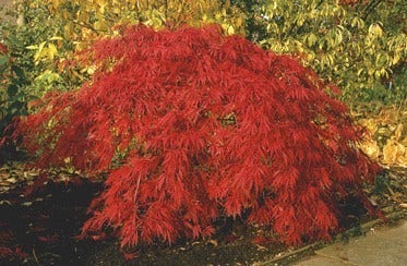  Japanse Esdoorn (Acer Palmatum 'Inaba-shidare')
