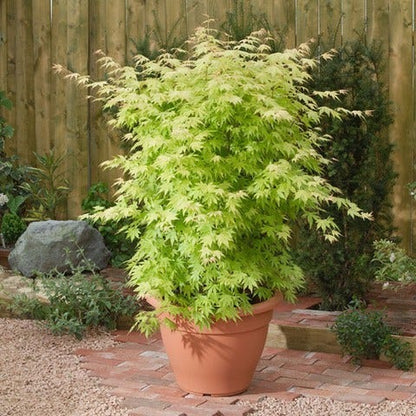  Japanse Esdoorn (Acer Palmatum 'Orange Dream')