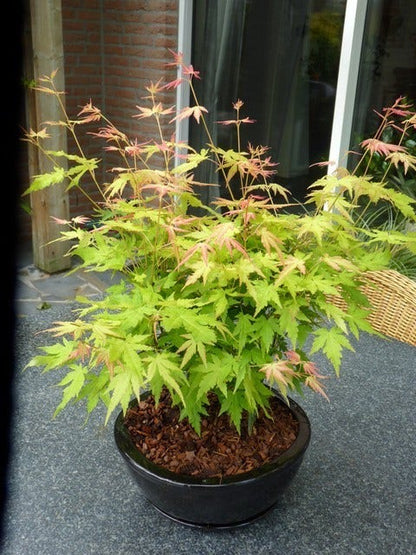  Japanse Esdoorn (Acer Palmatum 'Orange Dream')