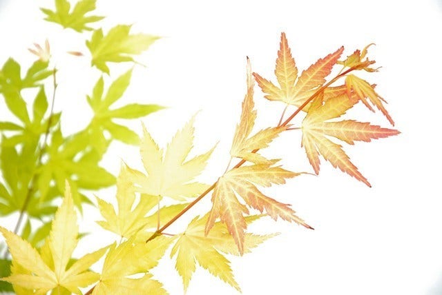  Japanse Esdoorn (Acer Palmatum 'Orange Dream')