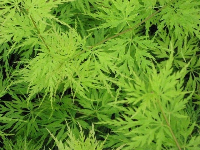  Japanse Esdoorn (Acer Palmatum 'Seiryu')