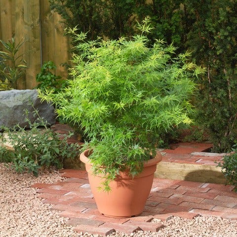  Japanse Esdoorn (Acer Palmatum 'Seiryu')