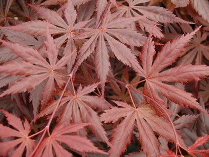  Japanse Esdoorn (Acer Palmatum 'Trompenburg')