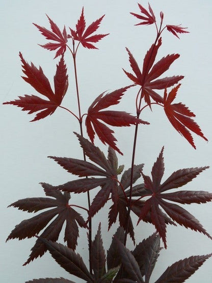  Japanse Esdoorn (Acer Palmatum 'Trompenburg')