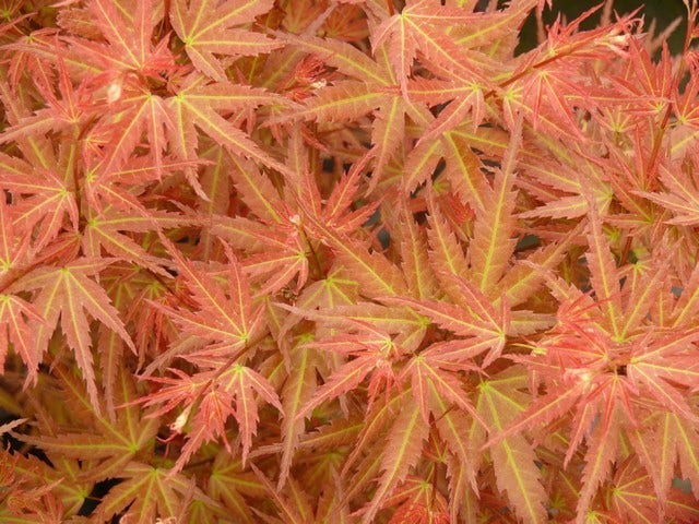  Japanse Esdoorn (Acer Palmatum 'Wilson's Pink Dwarf')
