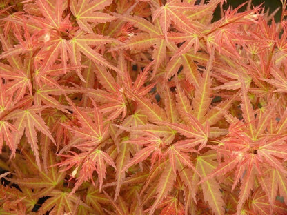  Japanse Esdoorn (Acer Palmatum 'Wilson's Pink Dwarf')