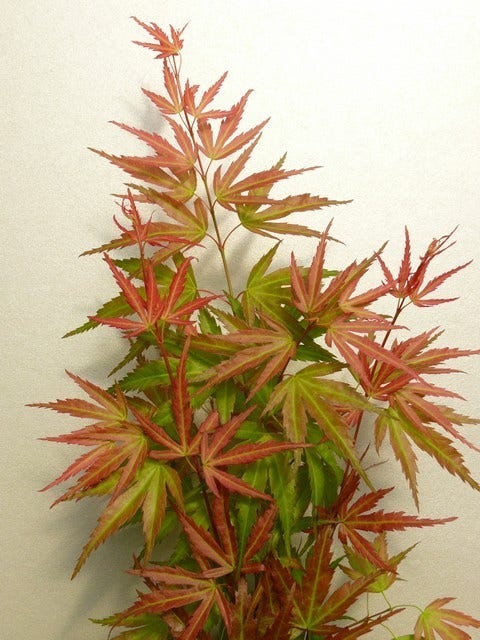  Japanse Esdoorn (Acer Palmatum 'Wilson's Pink Dwarf')