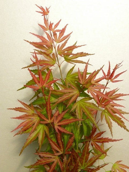 Japanse Esdoorn (Acer Palmatum 'Wilson's Pink Dwarf')