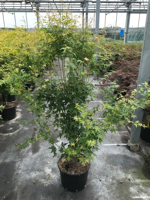  Japanse Esdoorn (Acer Palmatum 'Bi Hoo')