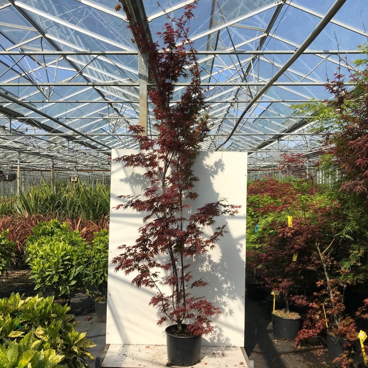 Japanse Esdoorn (Acer Palmatum 'Pixie')