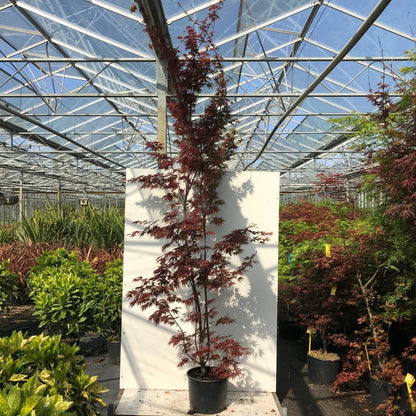  Japanse Esdoorn (Acer Palmatum 'Pixie')