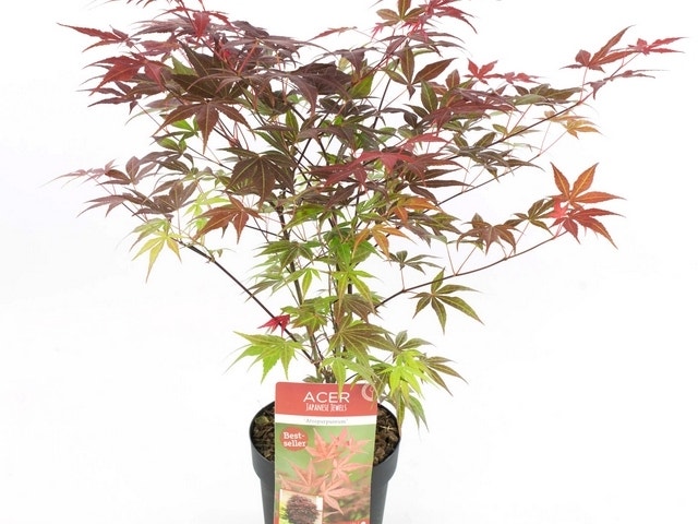  Japanse Esdoorn (Acer Palmatum 'Atropurpureum')
