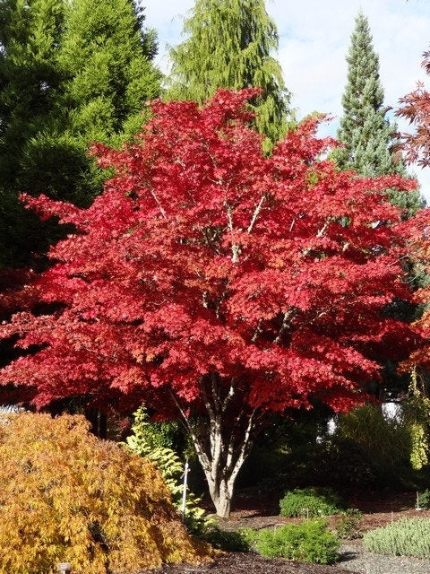  Japanse Esdoorn (Acer Palmatum 'Atropurpureum')