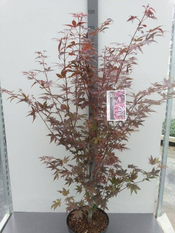  Japanse Esdoorn (Acer Palmatum 'Atropurpureum')