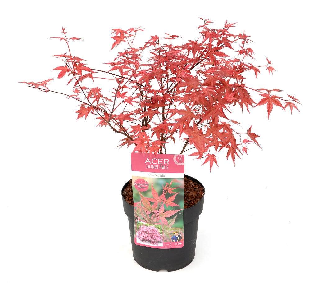  Japanse Esdoorn (Acer Palmatum 'Beni-maiko')
