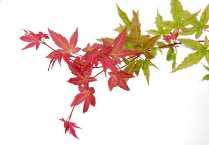  Japanse Esdoorn (Acer Palmatum 'Beni-maiko')