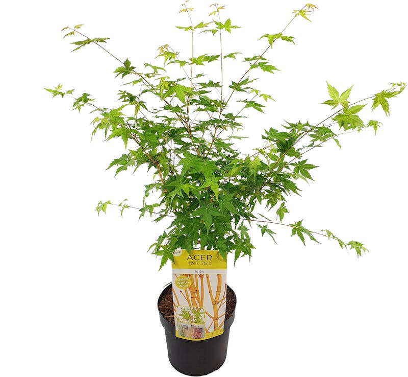  Japanse Esdoorn (Acer Palmatum 'Bi Hoo')