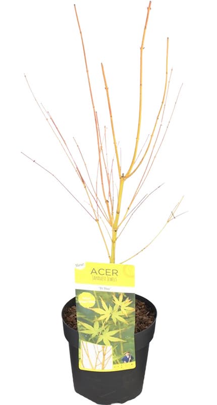  Japanse Esdoorn (Acer Palmatum 'Bi Hoo')