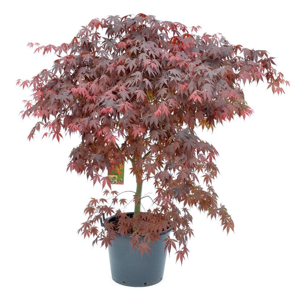  Japanse Esdoorn (Acer Palmatum 'Bloodgood')