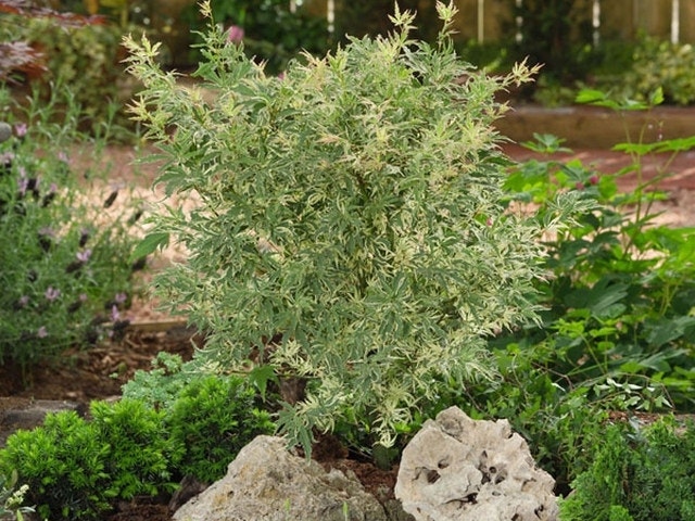  Japanse Esdoorn (Acer Palmatum 'Butterfly')