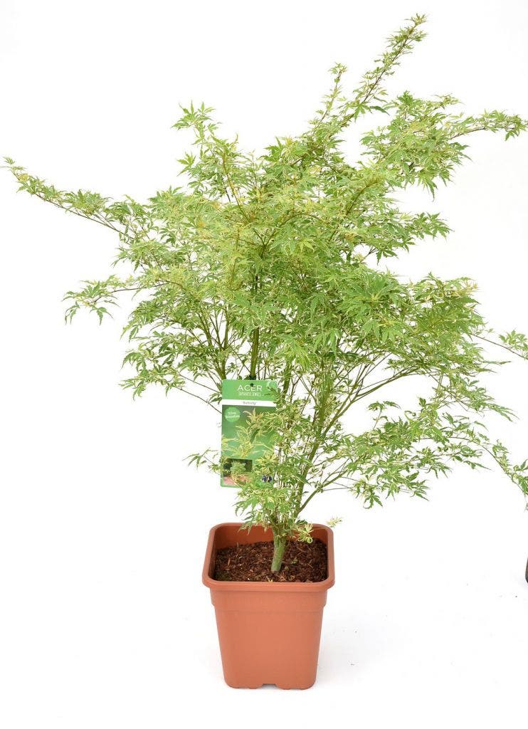  Japanse Esdoorn (Acer Palmatum 'Butterfly')