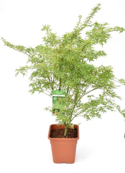  Japanse Esdoorn (Acer Palmatum 'Butterfly')