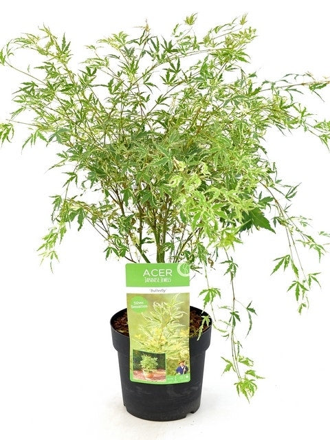  Japanse Esdoorn (Acer Palmatum 'Butterfly')
