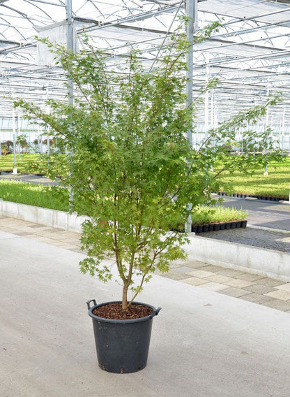  Japanse Esdoorn (Acer Palmatum)