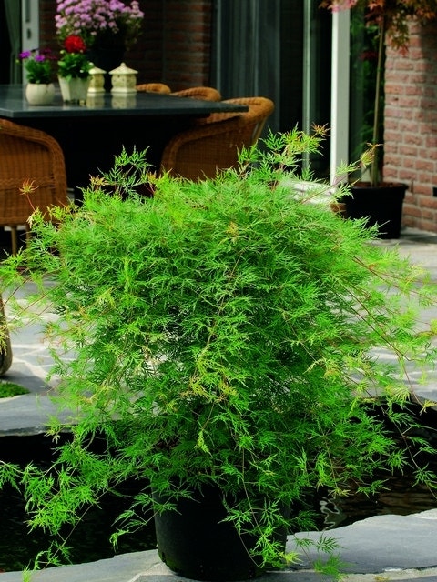  Japanse Esdoorn (Acer Palmatum 'Emerald Lace')