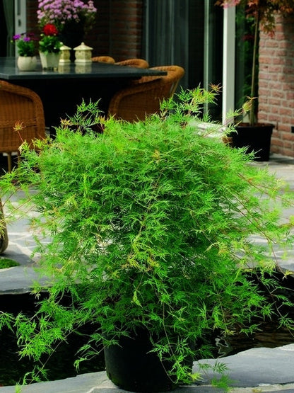  Japanse Esdoorn (Acer Palmatum 'Emerald Lace')