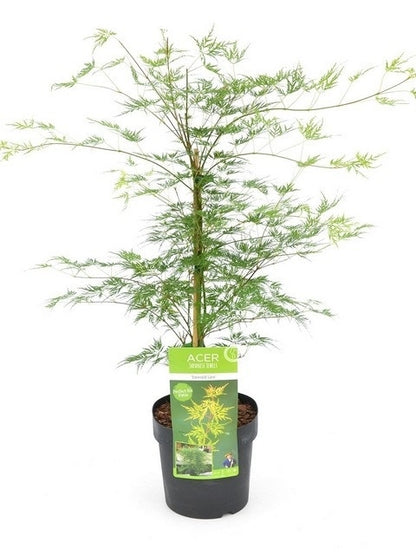  Japanse Esdoorn (Acer Palmatum 'Emerald Lace')