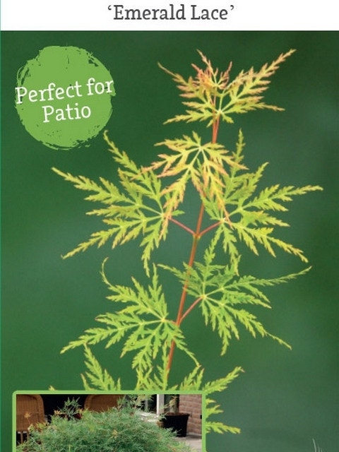  Japanse Esdoorn (Acer Palmatum 'Emerald Lace')