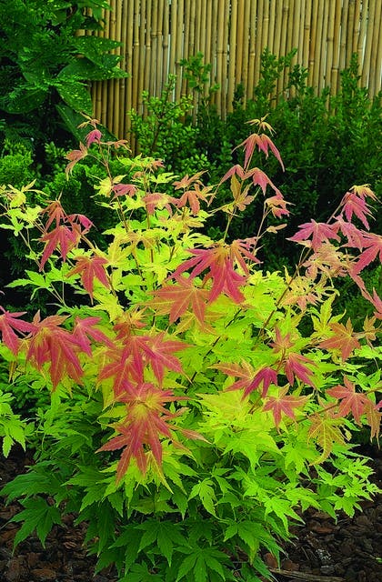  Japanse Esdoorn (Acer Palmatum 'Orange Dream')