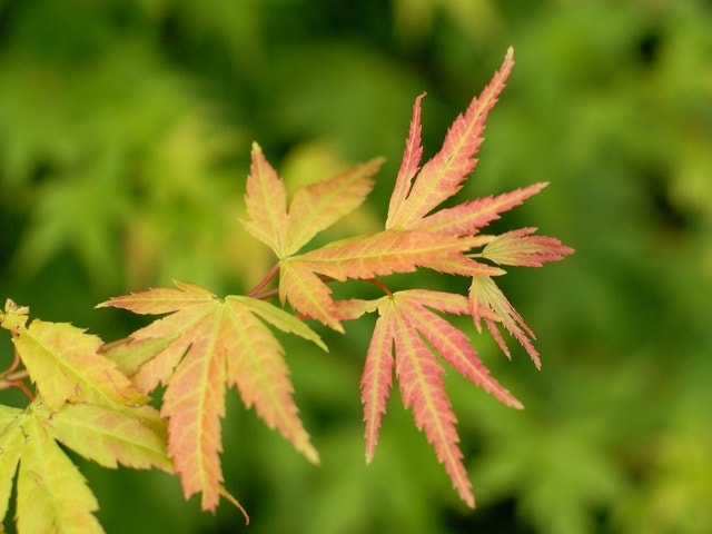  Japanse Esdoorn (Acer Palmatum 'Orange Dream')