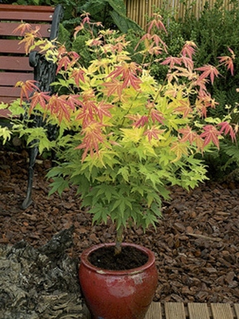  Japanse Esdoorn (Acer Palmatum 'Orange Dream')