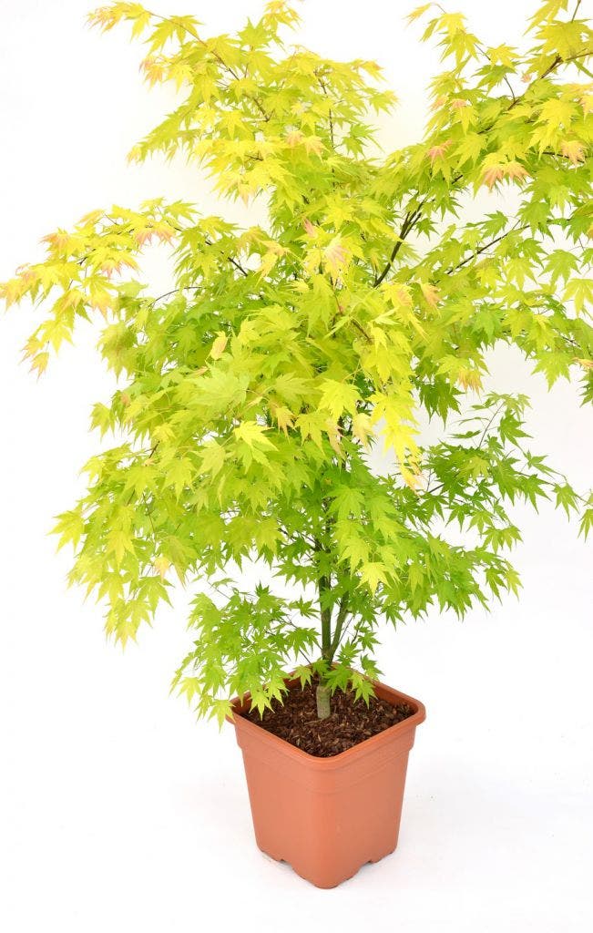  Japanse Esdoorn (Acer Palmatum 'Orange Dream')