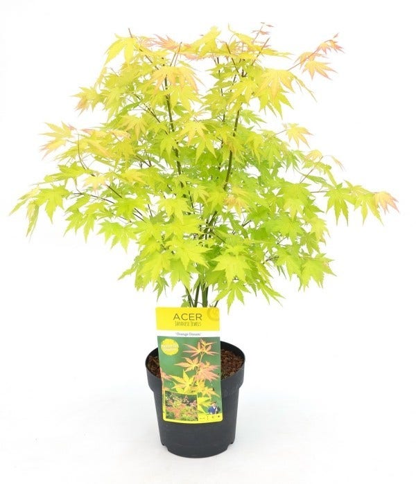  Japanse Esdoorn (Acer Palmatum 'Orange Dream')