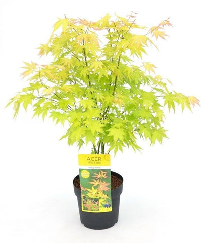  Japanse Esdoorn (Acer Palmatum 'Orange Dream')