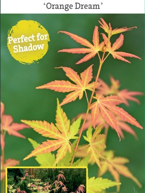  Japanse Esdoorn (Acer Palmatum 'Orange Dream')