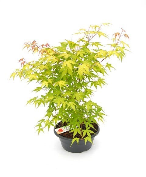  Japanse Esdoorn (Acer Palmatum 'Orange Dream')