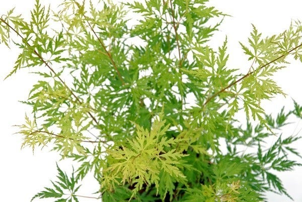  Japanse Esdoorn (Acer Palmatum 'Seiryu')