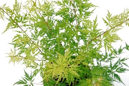  Japanse Esdoorn (Acer Palmatum 'Seiryu')