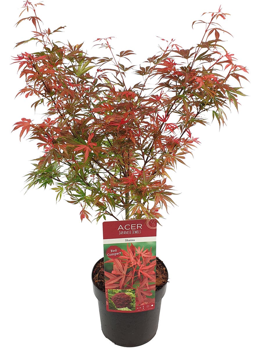  Japanse Esdoorn (Acer Palmatum 'Shaina')