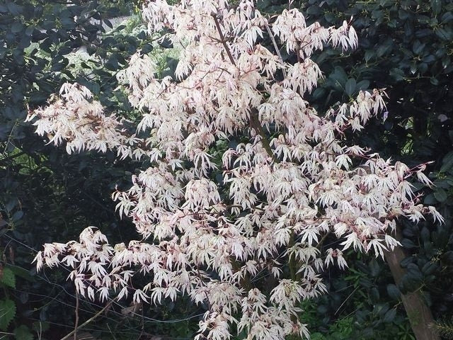  Japanse Esdoorn (Acer Palmatum 'Ukigumo')