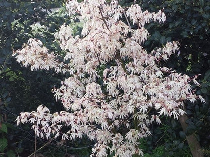  Japanse Esdoorn (Acer Palmatum 'Ukigumo')