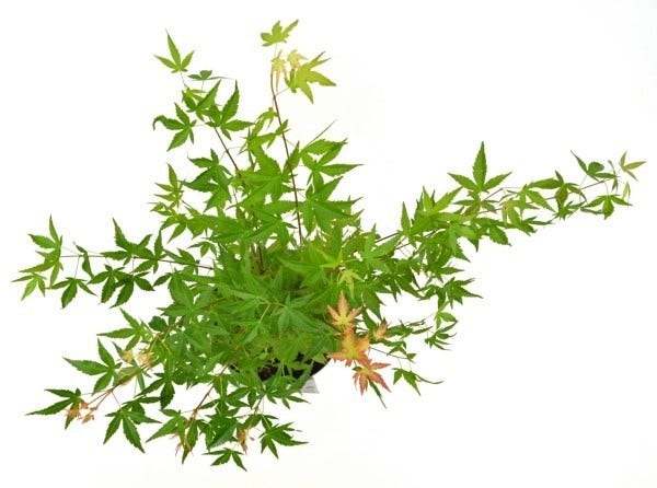  Japanse Esdoorn (Acer Palmatum 'Wilson's Pink Dwarf')