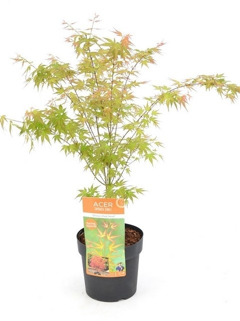  Japanse Esdoorn (Acer Palmatum 'Wilson's Pink Dwarf')