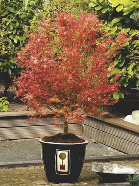  Japanse Esdoorn (Acer Palmatum 'Wilson's Pink Dwarf')